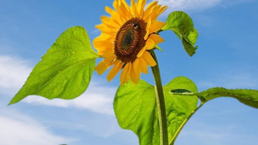 Sunflower Seeds: How to Plants, Progress, and Caring for Sunflowers | Sunflower Seeds Advantages