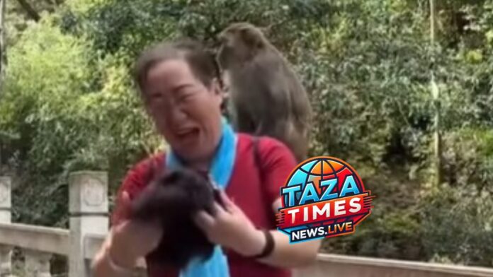 A Monkey takes off a Chinese woman's wig in front of the audience.