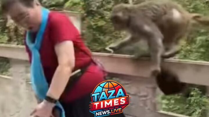 A Monkey takes off a Chinese woman's wig in front of the audience.